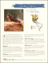 Page 27 - Northern Harrier